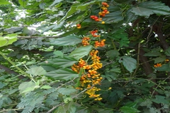 Tiliacora acuminata